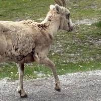Photo de voyageur Vancouver, Banff et les Rocheuses en été - 5 jours #2