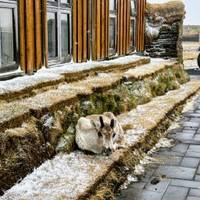 Ontdek IJsland: foto van de reiziger #2