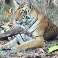 Safari-Tour zu asiatischen Löwen und Bengalischen Tigern in Indien Reise-Foto #3