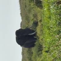 Safari Clásico de los Cinco Grandes en Tanzania **Viaje con Enfoque Sostenible: foto del viajero #1