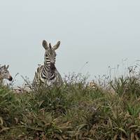 Safari Clásico de los Cinco Grandes en Tanzania **Viaje con Enfoque Sostenible: foto del viajero #2