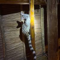 Safari Clásico de los Cinco Grandes en Tanzania **Viaje con Enfoque Sostenible: foto del viajero #3