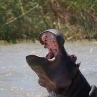 Safari zuidelijk Afrika (27 bestemmingen): foto van de reiziger #2