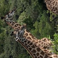 Klassieke Big Five-safari in Tanzania – duurzame reisbenadering: foto van de reiziger #2