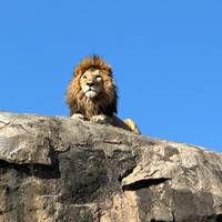 Klassieke Big Five-safari in Tanzania – duurzame reisbenadering: foto van de reiziger #3