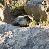 6-daagse Rockies Tour: Avontuur in de nationale parken Banff, Yoho, Jasper en Waterton: foto van de reiziger #2
