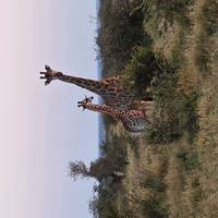 Photo de voyageur Safari dans le parc national Kruger et sur la route panoramique - 3 jours #1