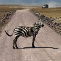 Photo de voyageur Safari classique Big Five en Tanzanie **Approche de voyage durable #1