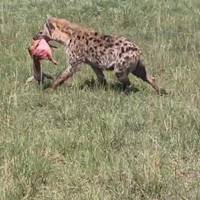 7 Daagse safari van het beste van Kenia: foto van de reiziger #1