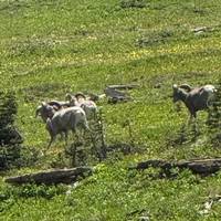 Canadian Rockies & Glacier National Park (2026) traveler photo #1