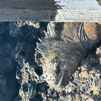 Galapagos Erlebnisreise (von Puerto Ayora bis Insel San Cristóbal) Reise-Foto #3