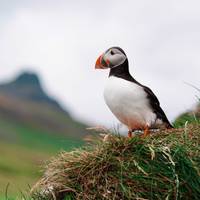 7 Day - Iceland Ring Road & Snæfellsnes Peninsula Small-Group Tour traveler photo #2