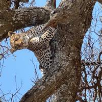 Photo de voyageur Safari classique Big Five en Tanzanie **Approche de voyage durable #2