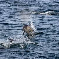 Abenteuer Garden Route & Addo Gruppe (6 Tage) Reise-Foto #2