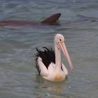 Photo de voyageur De Perth à Darwin par voie terrestre #2
