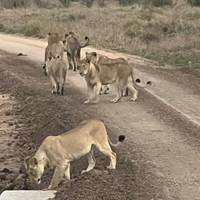 Zuid-Afrikaanse vakantie: foto van de reiziger #2
