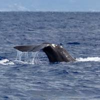 Best of the Azores: 7 days in São Miguel traveler photo #1