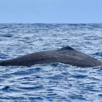 Best of the Azores: 7 days in São Miguel traveler photo #2