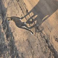 Photo de voyageur Safari classique Big Five en Tanzanie **Approche de voyage durable #1