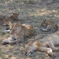 Photo de voyageur Safari classique Big Five en Tanzanie **Approche de voyage durable #2