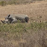 Photo de voyageur Safari classique Big Five en Tanzanie **Approche de voyage durable #3