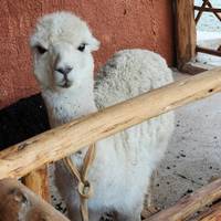 Inka-Abenteuer – 7 Tage (Lima, Paracas, Ica, Cusco, Machu Picchu und der Regenbogenberg) – inklusive Inlandsflüge Reise-Foto #2