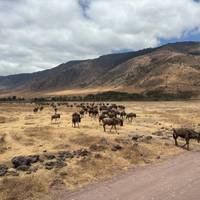 Klassieke Big Five-safari in Tanzania – duurzame reisbenadering: foto van de reiziger #3