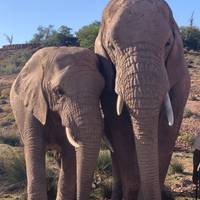 Hoogtepunten van Zuid-Afrika - de Tuinroute & nationaal park Addo - 5 dagen: foto van de reiziger #2