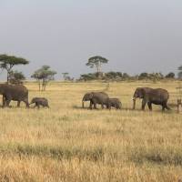 Aventura de 13 días en Kenia y Tanzania - alojamiento: foto del viajero #3