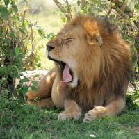 Aventura de 13 días en Kenia y Tanzania - alojamiento: foto del viajero #2