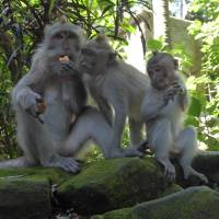 Bali Experience traveler photo #1