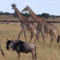 Serengeti-safari - privé-reis: foto van de reiziger #2