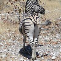 Namibia & Botswana Uncovered traveler photo #1