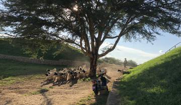 Herd of goats under a tree with sunlight filtering through.