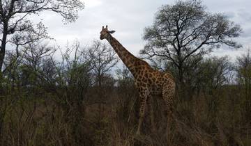 A giraffe standing amidst sparse trees.