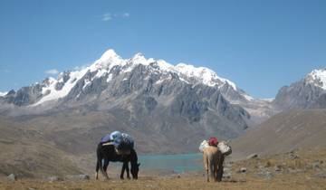 Horses with packs grazing in front of snowy mountains.