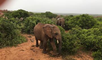 Elephants walking through bushland.