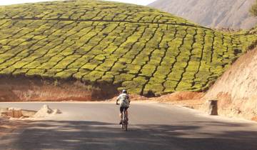 Cyclist riding along a tea plantation.