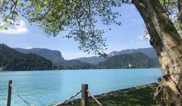 Serene lake with mountainous backdrop and tree framing the view.