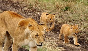 Lioness walking with two cubs on a dirt path.