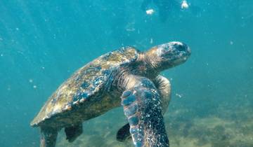 Sea turtle gliding through blue water.