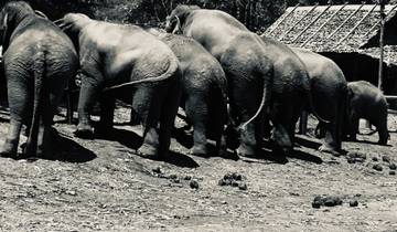 Group of elephants standing in a line.