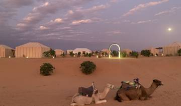 Desert campsite with camels during dusk