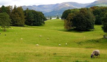 Rolling green hills with sheep grazing and mountains in the background.