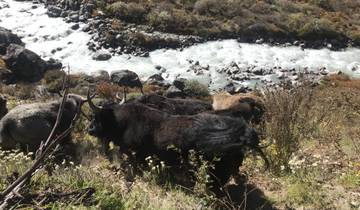 Yaks near a river in a mountainous area.