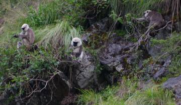 Monkeys sitting on rocks and grassy hills.