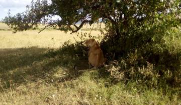 Lion resting under a tree in a savanna landscape.
