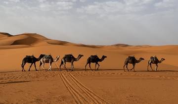 Camel caravan walking across desert sand dunes.