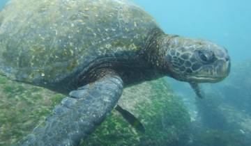 Close-up of a sea turtle underwater.