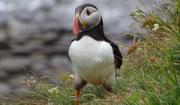Puffin standing on a grassy cliff edge.